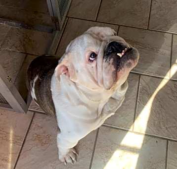Photo of Otis
