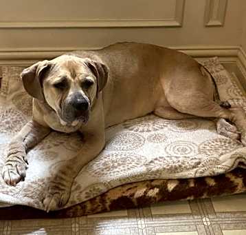 Photo of 163868/2306-1513 Lana (Off Site Foster)