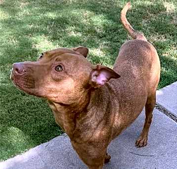 Photo of Toby