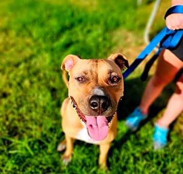 Photo of Dolly Roper- adoption pending