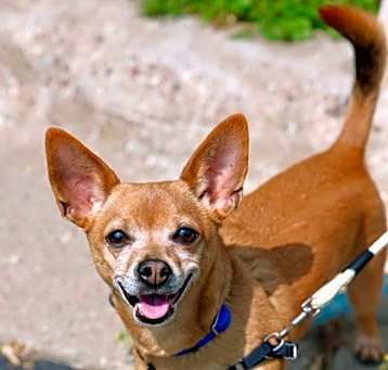 Photo of Ernie