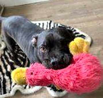 Photo of ROCCO