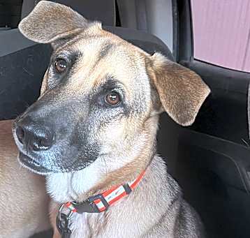 Photo of Rocco