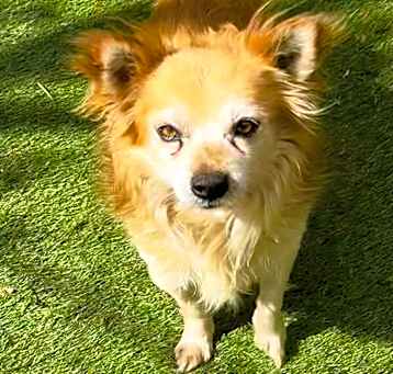 Photo of Rusty