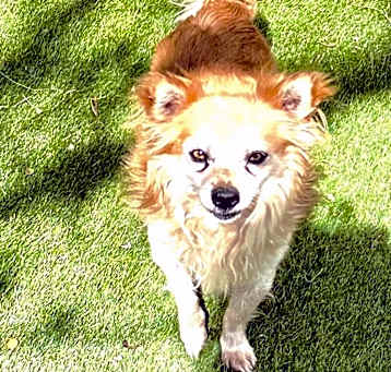 Photo of Rusty