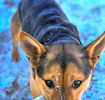 Photo of Lucky