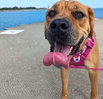 Photo of Bailey