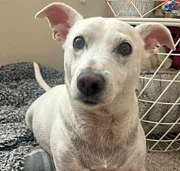 Photo of DARWIN-Special Needs