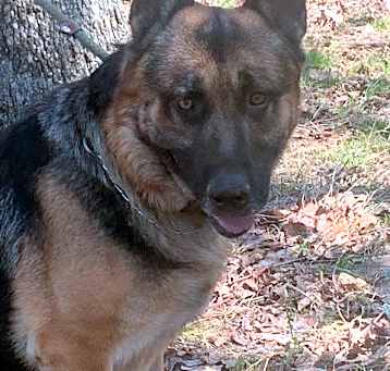 Photo of Koda
