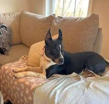 Photo of MAGGIE (SHIRLEY  - Boston Terrier mix)