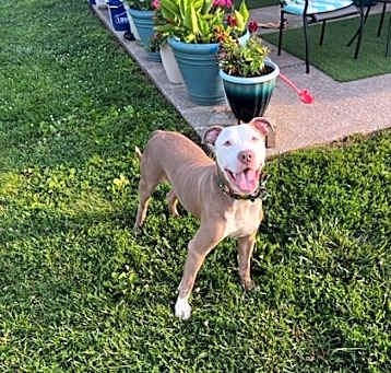 Photo of Simba