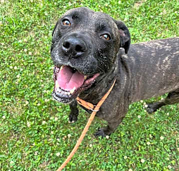 Photo of Atlas