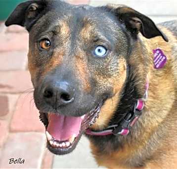 Photo of Bella