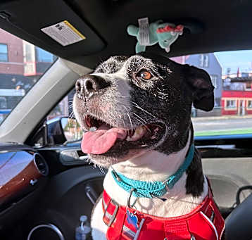 Photo of Daisy