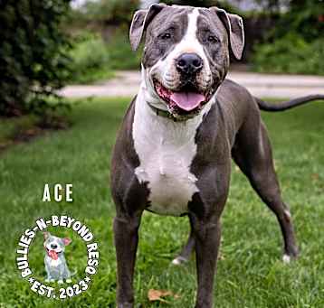Photo of Ace
