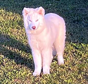 Photo of Stella
