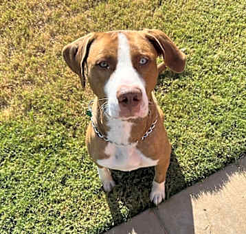 Photo of Apollo