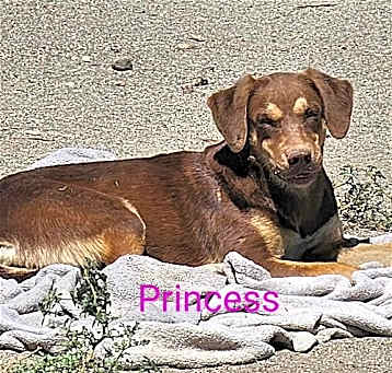 Photo of Princess
