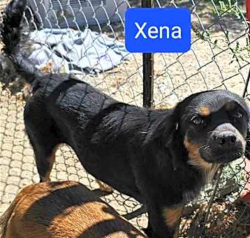 Photo of Xena
