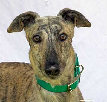Photo of Orla