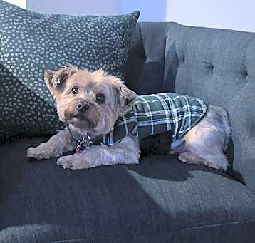 Photo of Polo