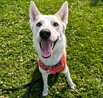 Photo of Piper