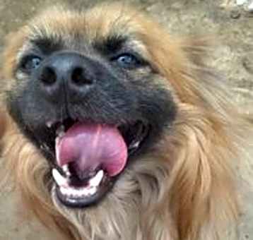 Photo of Leo