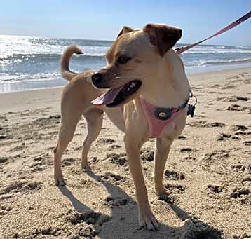 Photo of Pippa