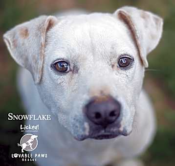 Photo of Snow Flake