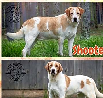 Photo of Shooter & Sparky