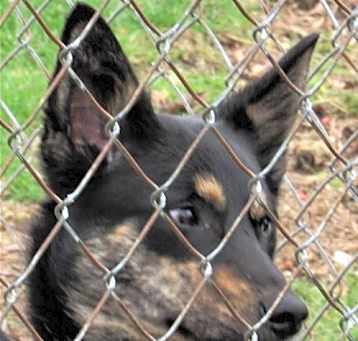 Photo of Skippy"I've Been Adopted"