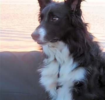 Photo of Rookie McGee"I've Been Adopted