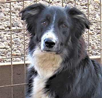 Photo of Cole "I've Been Adopted"