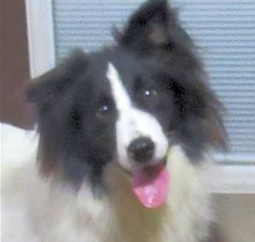 Photo of Woofie