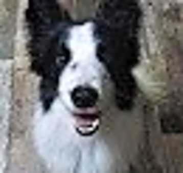 Photo of Bear