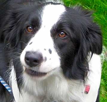 Photo of Cloe A Pawed Angel RIP