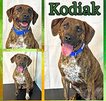 Photo of Kodiak