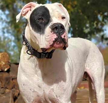 Photo of Gauge