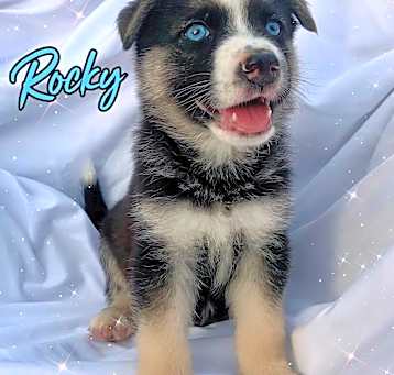 Photo of Rocky