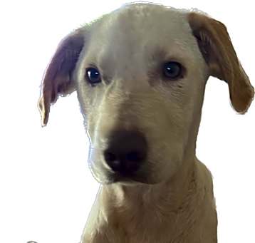 Photo of Star