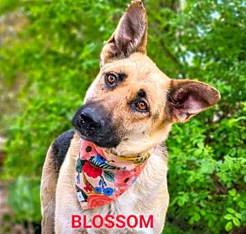 Photo of Blossom