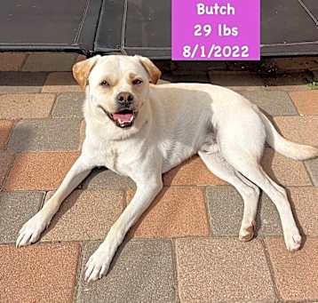 Photo of Butch