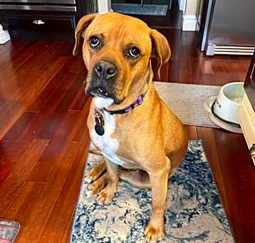 Photo of Maverick