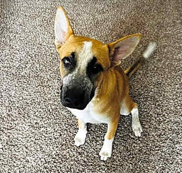 Photo of Beau
