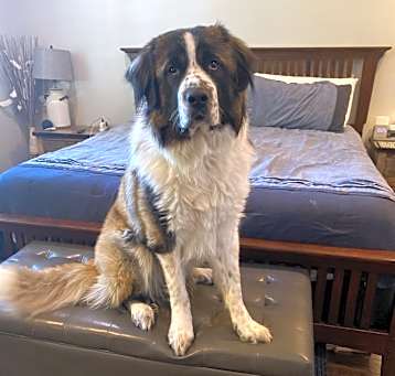 Photo of Apollo