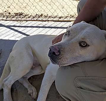 Photo of Ranger