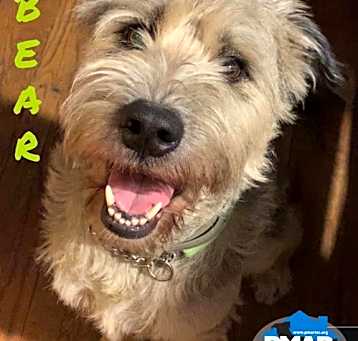 Photo of Bear