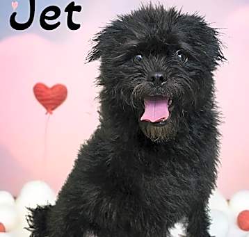 Photo of Jet