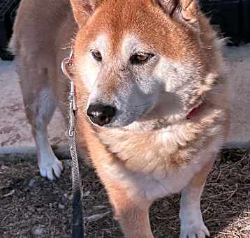 Photo of Shilo