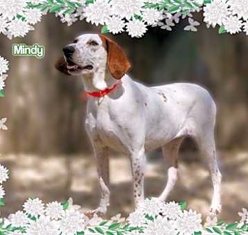 Photo of Mindy